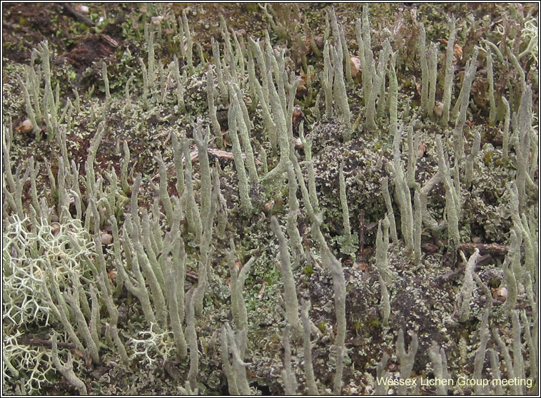 Cladonia macilenta