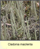 Cladonia macilenta