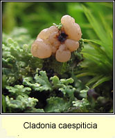 Cladonia caespiticia