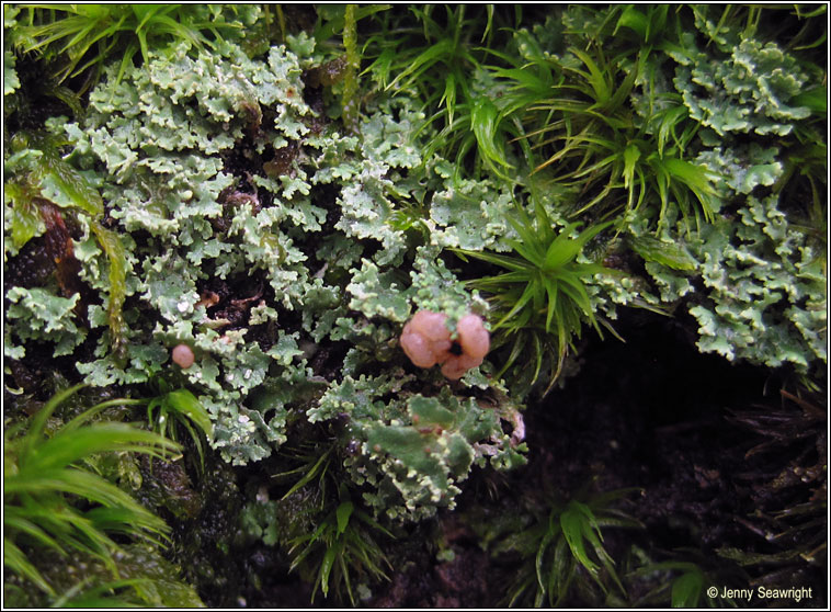 Cladonia caespiticia