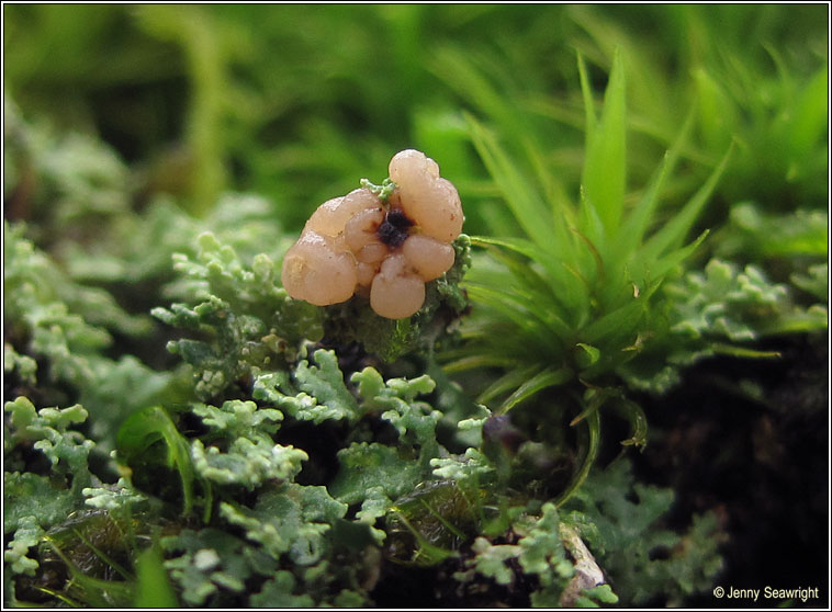 Cladonia caespiticia