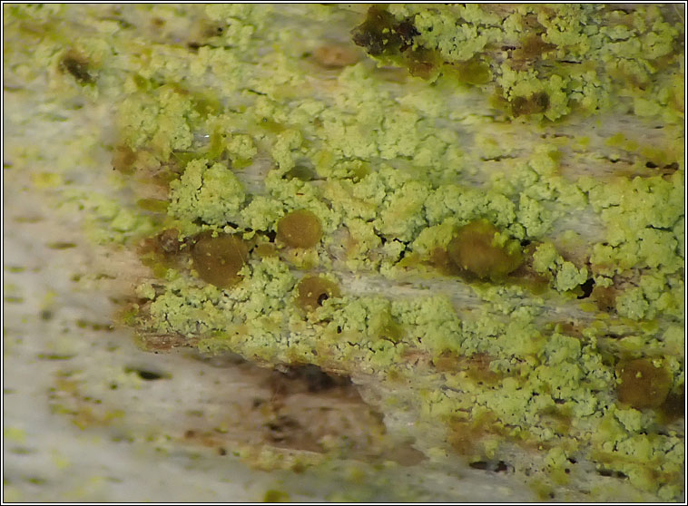 Chrysothrix flavovirens, fertile