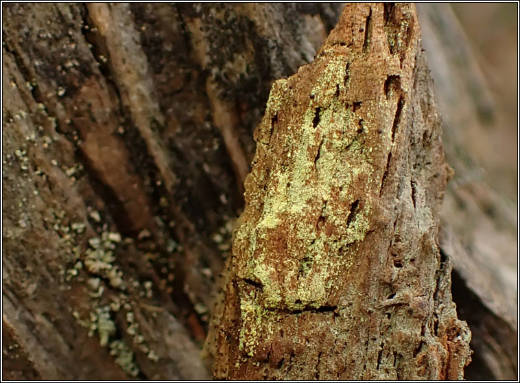 Chrysothrix flavovirens