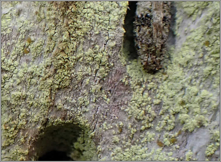 Chrysothrix flavovirens