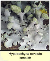 Hypotrachyna revoluta