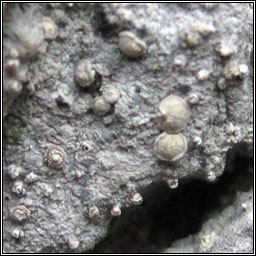 Lecanactis abietina