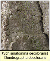 Dendrographa decolorans (Schismatomma decolorans)