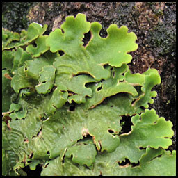 Lobaria amplissima