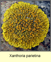 Xanthoria parietina