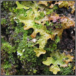 Lobaria pulmonaria