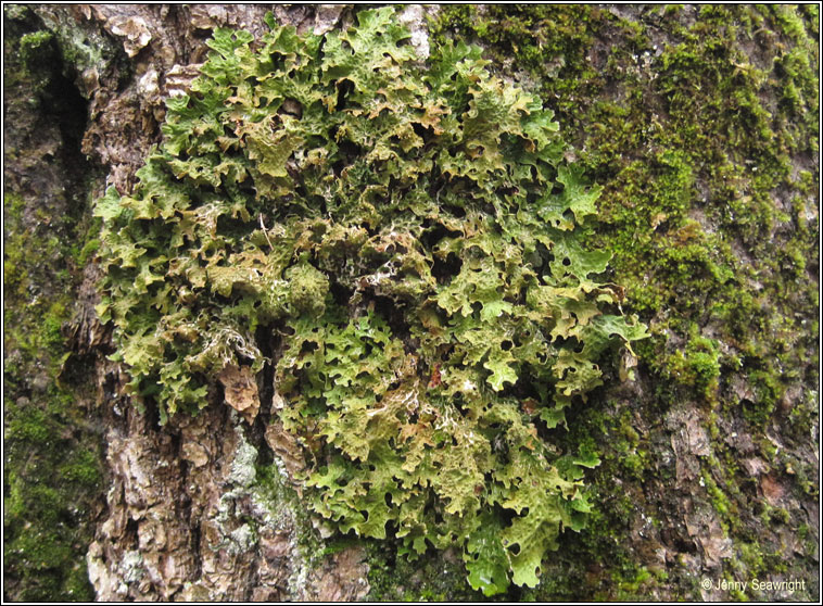 Lobaria pulmonaria