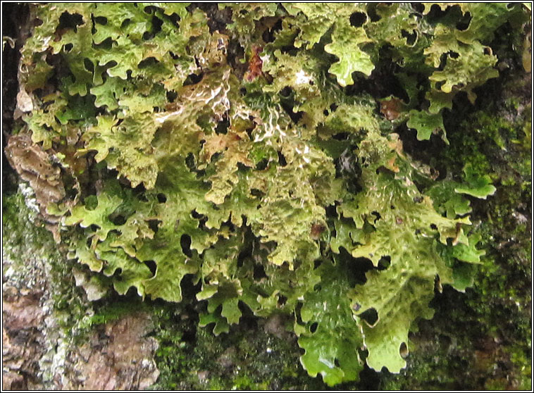 Lobaria pulmonaria