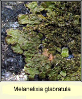 Melanelixia glabratula