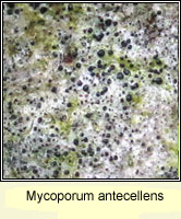 Mycoporum antecellens