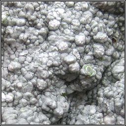 Lepra multipuncta, Pertusaria multipuncta