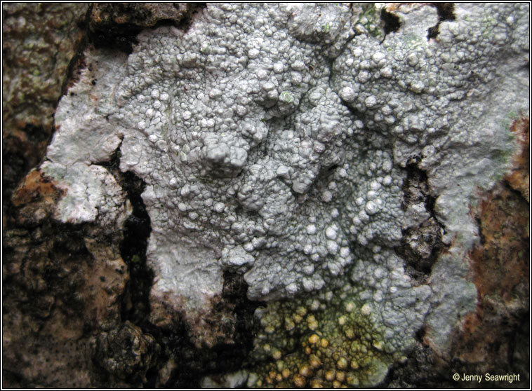 Pertusaria multipuncta