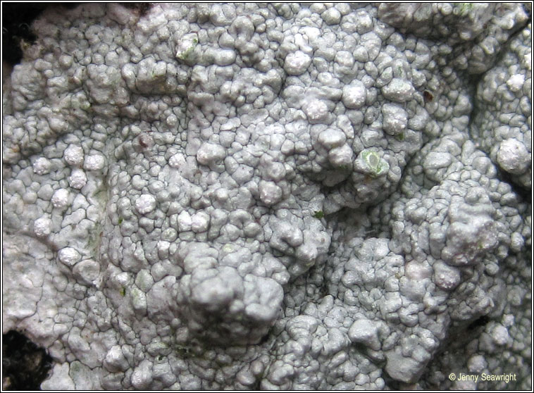 Pertusaria multipuncta