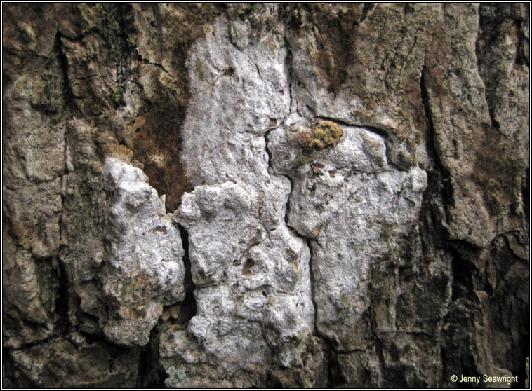 Schismatomma cretaceum