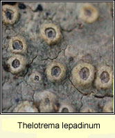 Thelotrema lepadinum