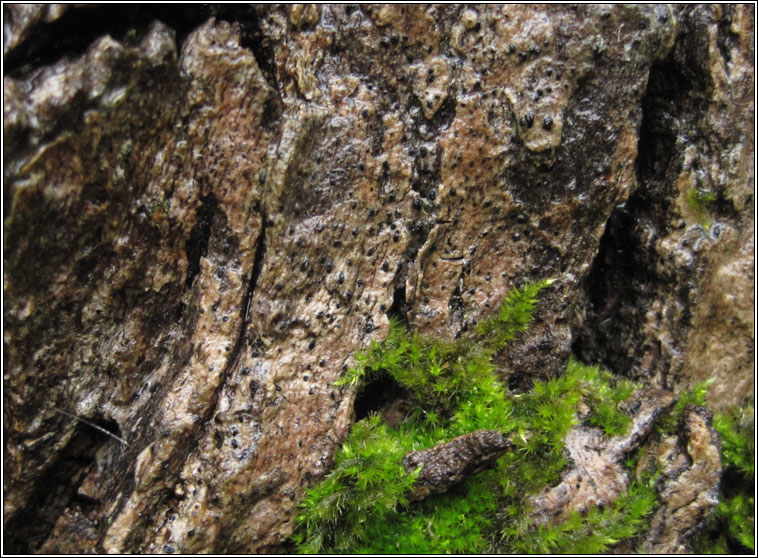 Wadeana dendrographa