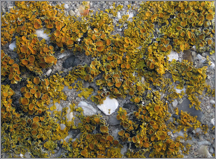 Xanthoria parietina