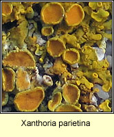 Xanthoria parietina