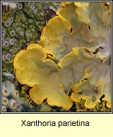 Xanthoria parietina