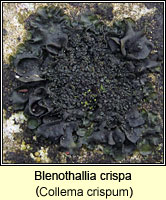 Blenothallia crispa (Collema crispum)