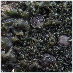 Blennothallia crispa, Collema crispum