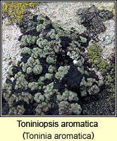 Toninia aromatica