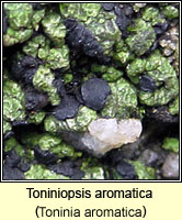 Toniniopsis aromatica (Toninia aromatica)