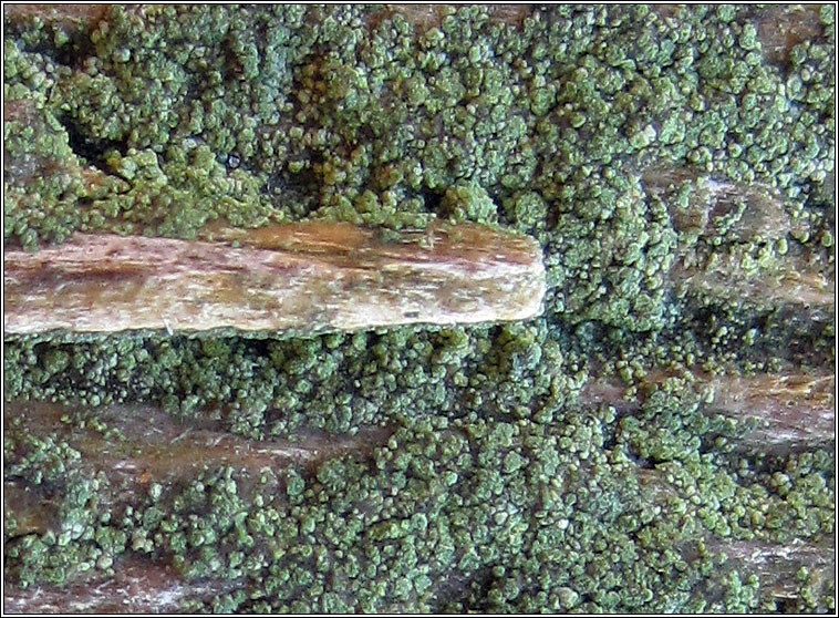 Trapeliopsis flexuosa