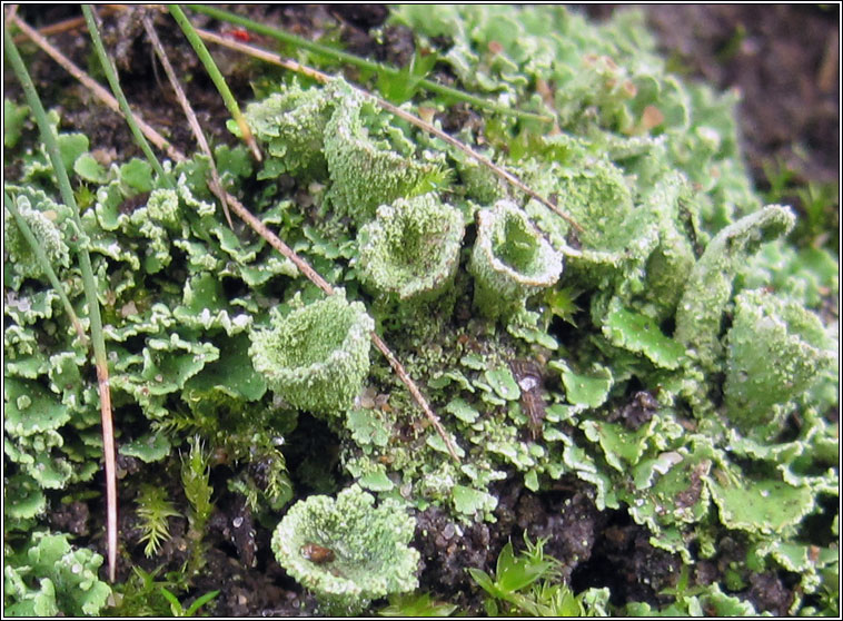 Cladonia humulis