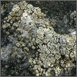 Lecanora albescens