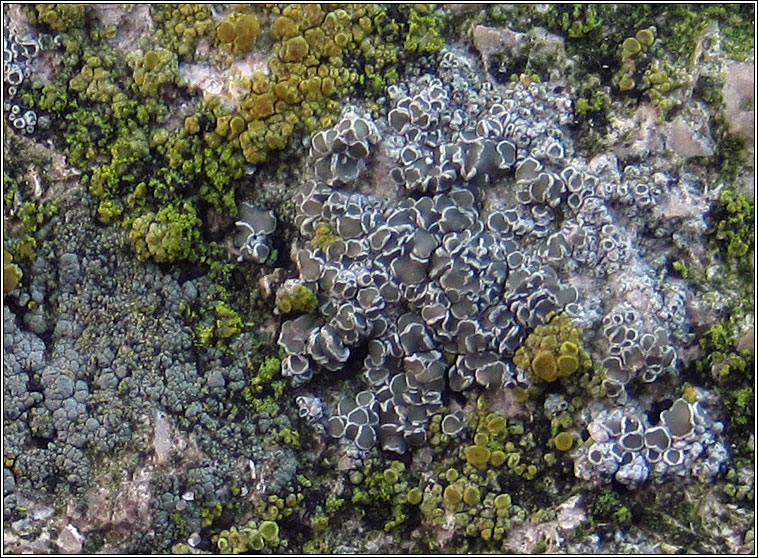 Lecanora albescens