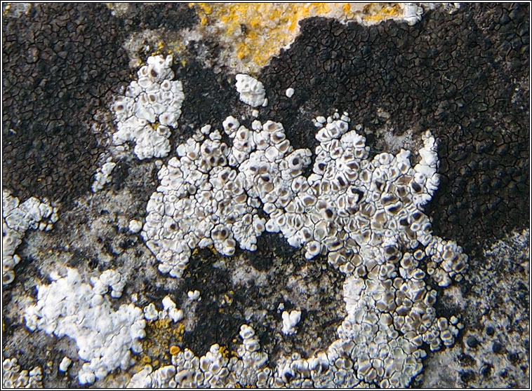 Lecanora albescens