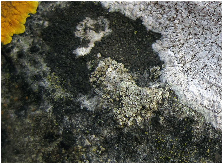 Lecanora albescens