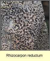 Rhizocarpon reductum