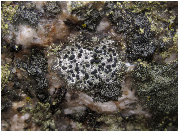 Rhizocarpon reductum