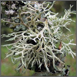 evernia prunastri lichen