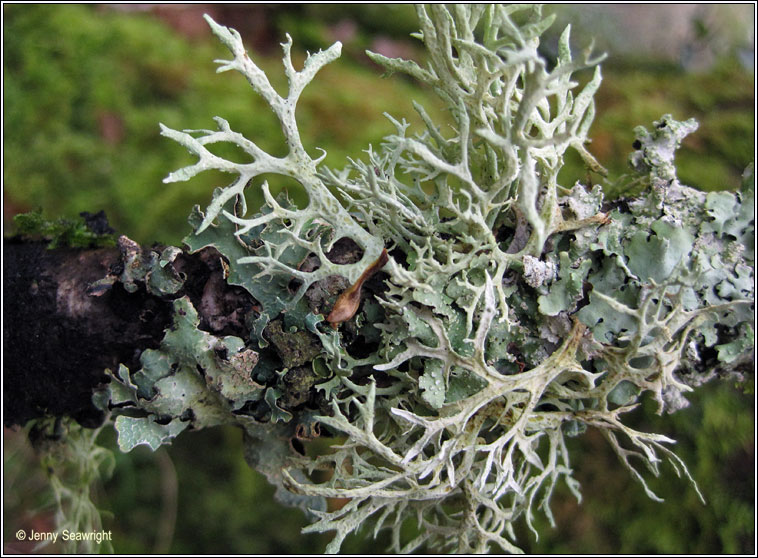 Evernia prunastri