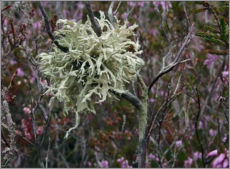 Evernia prunastri