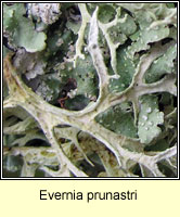 Evernia prunastri