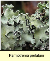 Parmotrema perlatum