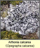 Arthonia calcarea (Opegrapha calcarea)