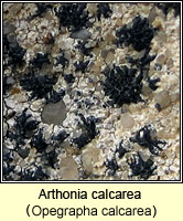 Arthonia calcarea (Opegrapha calcarea)