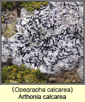 Arthonia calcarea (Opegrapha calcarea)