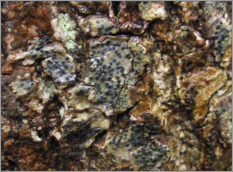 Pyrenula macrospora