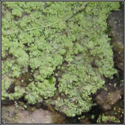 Lepraria finkii, Lepraria lobificans