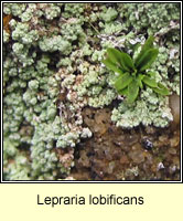 Lepraria lobificans